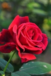 ġۥХ ॽ󥰥꡼  6ȭʡJ-HT10