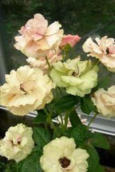 ڥ若ۡġۥХ ꡼󥹥꡼֥  6ȭʡJ-FL20 ָ