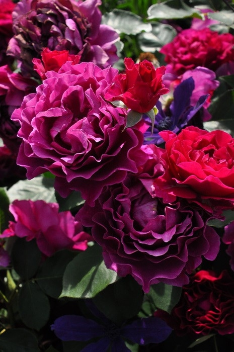 大苗】バラ苗 パープルスプレンダー 国産苗 6号鉢植え品《J-FL20