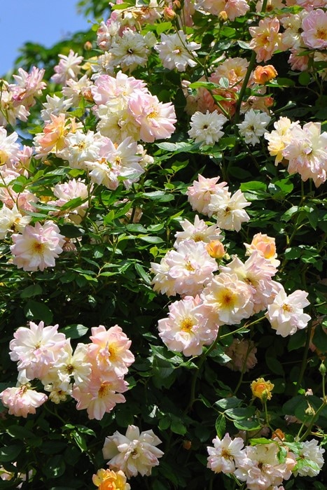 大苗】バラ苗 フィリスバイド 国産苗 6号鉢植え品《J-CL20》 | すべて