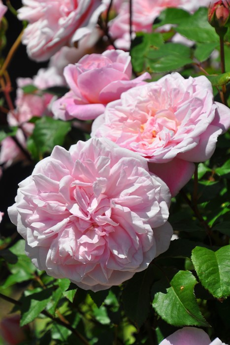 薔薇　3号 日本花キ流通 予約販売 ミニバラ オーバーナイトセンセーション
