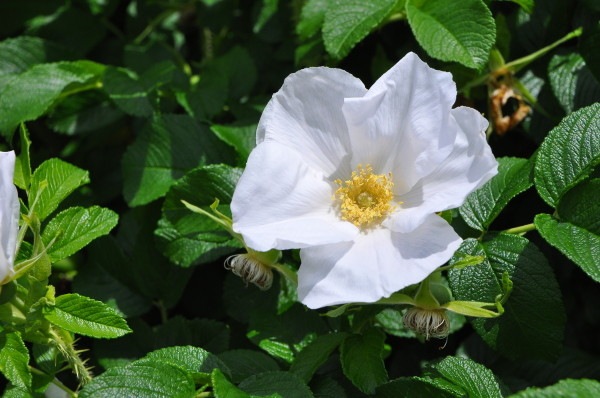 大苗 バラ苗 ハマナシ白一重 白花浜梨 Sp白 国産苗 6号鉢植え品 J Ob 系統で選ぶバラ オールドローズ 野生種 バラの家 公式本店 ロサオリエンティス バラ苗 専門店