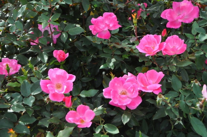 大苗❤️美苗✨ピンクオパリナ錦✨ 大苗】バラ苗 ピンクノックアウト 国産苗 6号鉢植え品［農林水産省