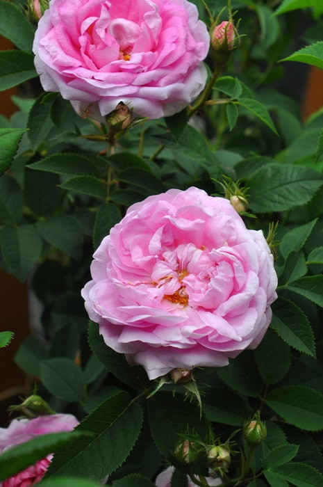 大苗】バラ苗 ケニギンフォンデンマーク 国産苗 6号鉢植え品《J-OC20