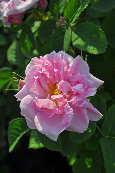 大苗】バラ苗 キャトルセゾン【ロサダマスケナビフェラ】 国産苗 6号