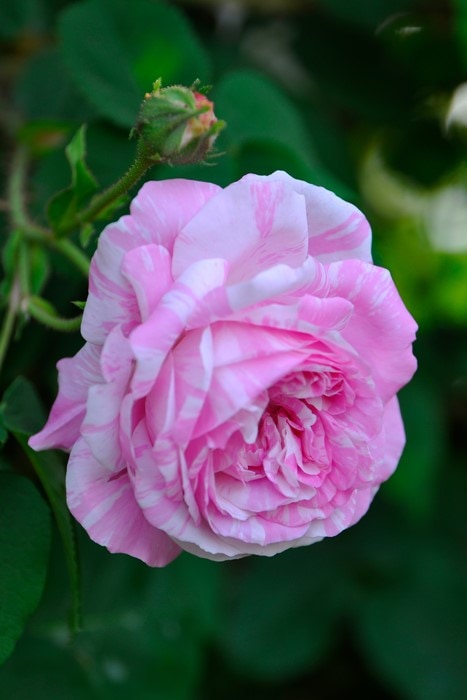 大苗】バラ苗 ヴィレッジメイド【ケンティフォリアヴァリエガタ】 国産