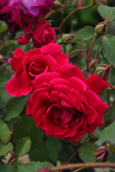 大苗】バラ苗 グルスアンテプリッツ【日光】 国産苗 6号鉢植え品《J