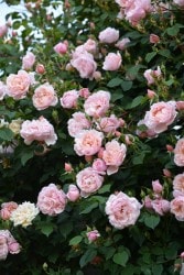 �����ġۥХ��� ����٥�ƥ����� ���� 6��ȭ�����ʡ�J-OC20��