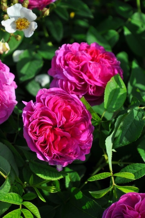 大勧め 香料原料品種シャルルドミル接ぎ木大苗2年生 植物/観葉植物