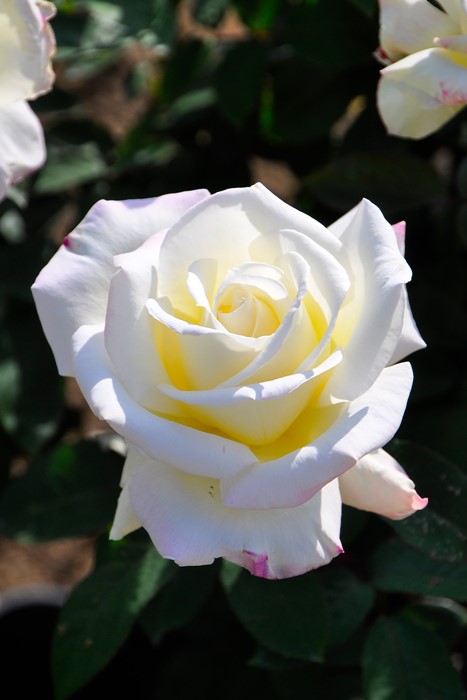 ڥ若ۡġۥХ ǥѡƥ  6ȭʡJ-HT20 ָ