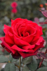 ڥ若ۡġۥХ ɥեȥĥС84ڥ륦ꥢ  6ȭʡJ-HT20 ָ