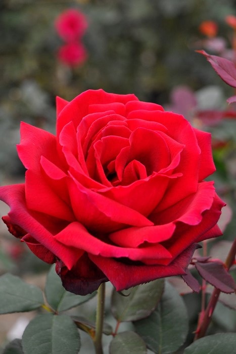 バラ苗　ひろし様確認用です。 楽天市場】予約販売 バラ苗 バラ大苗 ロサ オリエンティス シルク