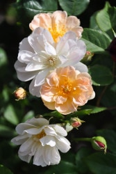 ġۥХ ȥ쥸㡼ȥ  6ȭʡJ-OC20