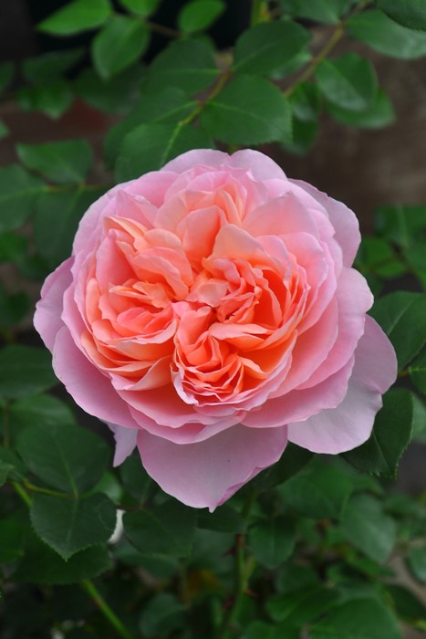 ���ߵ����ġۥХ��� ����ɥ�����Υ󥽡� ���� 6��ȭ�����ʡ����ӿ建�� ��Ͽ�ʼ�ϡ�Han-DEL�ա�0109�����