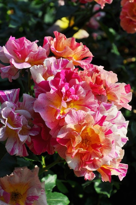 冬季大苗】バラ苗 エドガードガ 国産苗 6号鉢植え品［農林水産省 登録