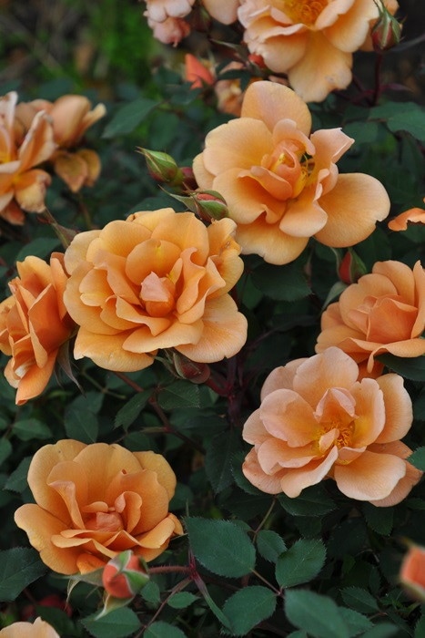 �Х��ġڿ��ġۥ��㡼�꡼�֥饦�� ���ġη����ʼ�ϡ�JB-KWI2�ա�0413�����