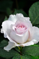 Хġġۤ褹ߡۥ襹  6ȭʡJ-HT20