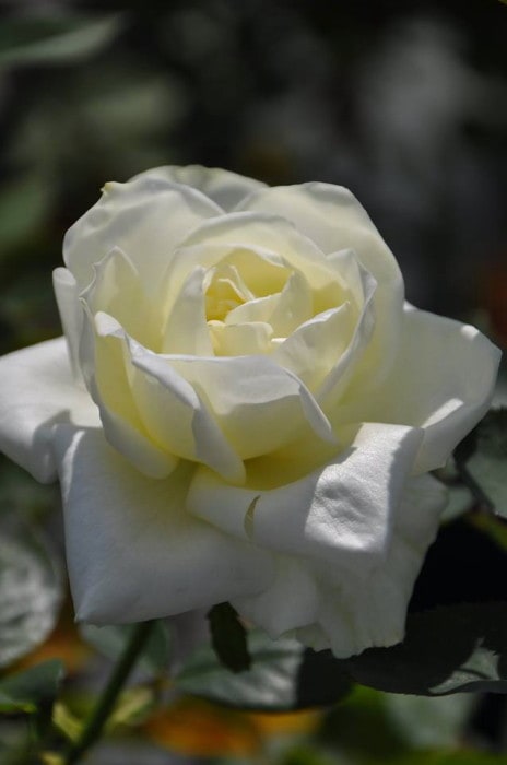 Хġġۤޤ椭ۥޥ業  6ȭʡJ-HT20