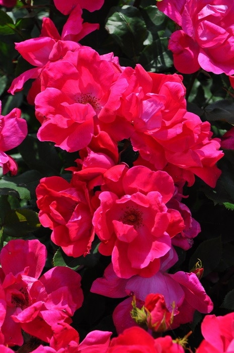 バラ苗【中苗】ノックアウト 国産苗 6号鉢植え品［農林水産省 登録品種