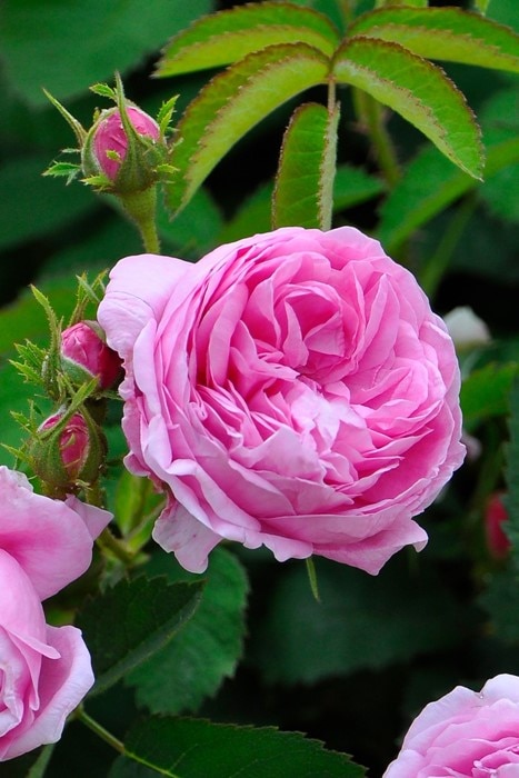 バラ苗【中苗】ロサケンティフォリア 国産苗 6号鉢植え品《J-OC20