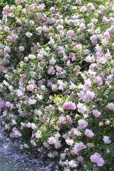 Хġġۥ֥å֡륽  6ȭʡJ-OC20