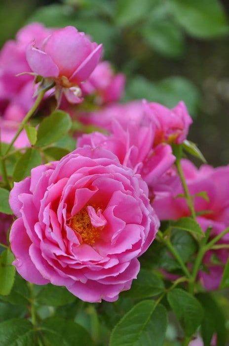 バラ苗【中苗】サンテグジュペリ 国産苗 6号鉢植え品［農林水産省 登録