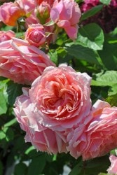 �Х��ġڿ��ġۥݡ���ܥ��塼�� ���ġη����ʼ�ϡ�OM-GU�ա�0413�����