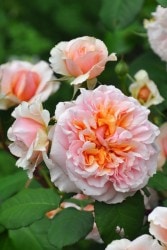 ���ߵ����ġۥХ��� �����륷���� ���� 6��ȭ�����ʡη����ʼ�ϡ�OM-GU�ա�0109�����