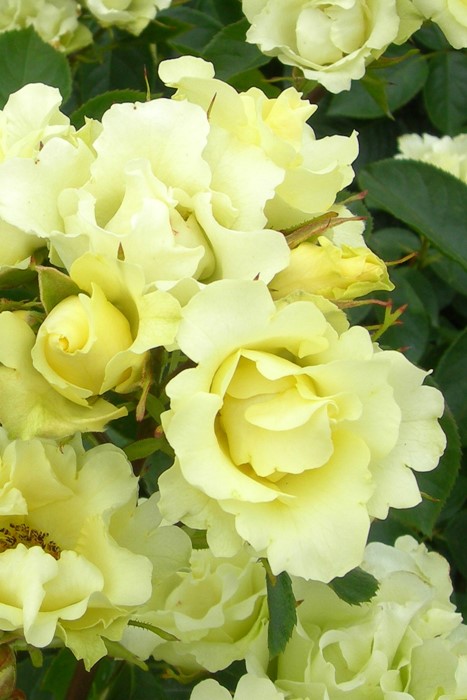 薔薇 バラ苗 サハラ'98 (アウトレット苗) つるバラ 四季咲き 中輪