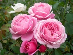 �����ġۥХ��� �����ƥ����ߥ��� ���� 6��ȭ�����ʡ����ӿ建�� ��Ͽ�ʼ�ϡ�Han-DEL��