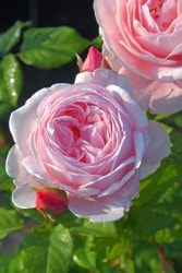 �����ġۥХ��� �ʥ��� ���� 6��ȭ�����ʡη����ʼ�ϡ�Han-DEL��