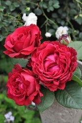 �����ġۥХ��� �������ǥ���ȥ������ ���� 6��ȭ�����ʡ����ӿ建�� ��Ͽ�ʼ�ϡ�Han-DEL��