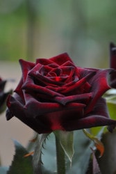 ���ߵ����ġۥХ��� �֥�å��Хå��� ���� 6��ȭ�����ʡ����ӿ建�� ��Ͽ�ʼ�ϡ�J-IRM3�ա�1120�����