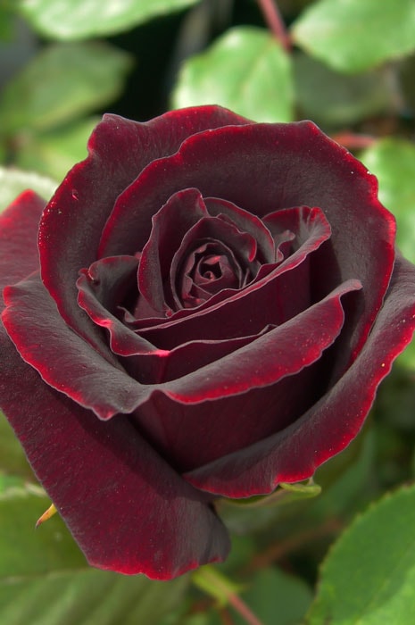 接木薔薇　黒真珠 rosesatou-116-1.jpg