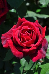 ���ߵ����ġۥХ��� �ѥѥᥤ���� ���� 6��ȭ�����ʡ�J-HT10��