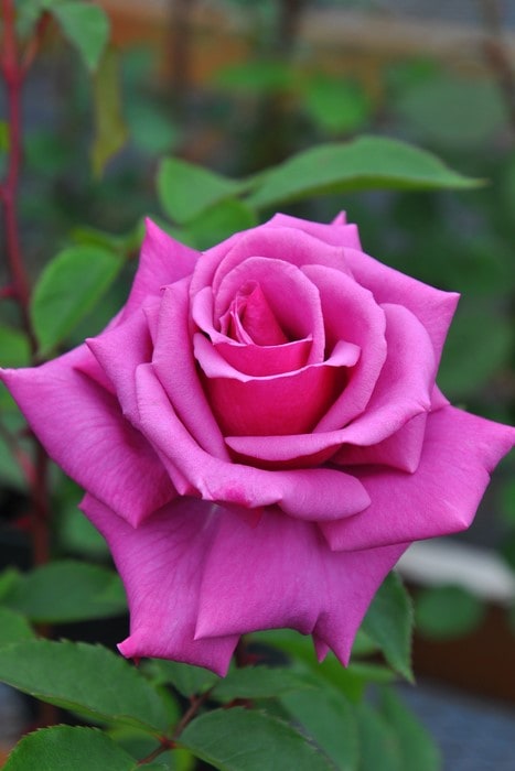 大苗】バラ苗 しうん【紫雲】シウン 国産苗 6号鉢植え品《J-HT20