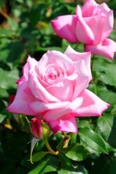 �����ġۥХ��� ��ǥ���å� ���� 6��ȭ�����ʡ�J-HT20��