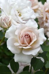 ���ߵ����ġۥХ��� ��������ɥ��졼 ���� 6��ȭ�����ʡη����ʼ�ϡ�J-HT25�ա�0204�����