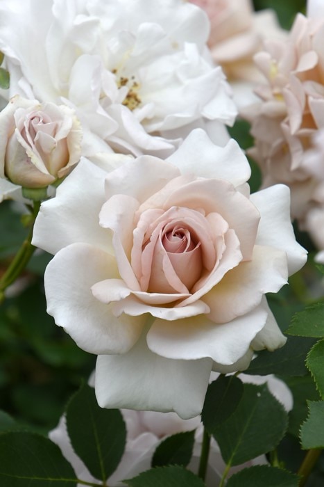 グレイパール（バラ苗：四季咲き大輪系）　大苗 薔薇 グレイパール（HT）接木苗木 新奇な色彩 黒真珠のような趣のある花 蕾沢山 薔薇 グレイパール（HT）接木苗木 新奇な色彩 黒真珠のような趣の