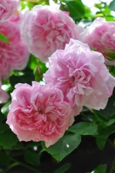 ġۥХ ᥤ  6ȭʡJ-OC20