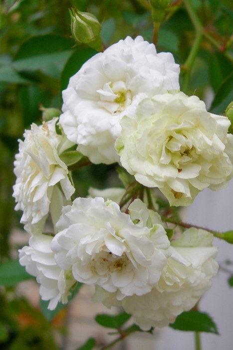 大苗】バラ苗 アルバメイディランド 国産苗 6号鉢植え品《J-CL20