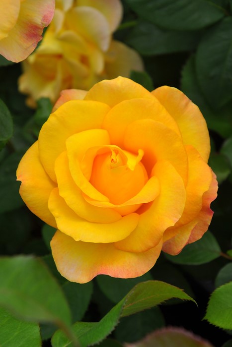 ☎要問合せ 正規大苗 希少 ゴールドメダル 黄花くちなし 八重 苗 B1