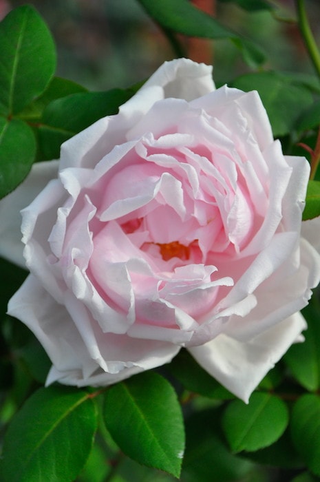 古*蓮様 バラ苗　和の最高峰　挿木苗 古*蓮様 バラ苗 和の最高峰 挿木苗 古*蓮様