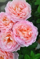 �����ġۥХ��� �ե�󥷥��֥쥤���ڥե�󥷥��֥졼���� ���� 6��ȭ�����ʡ�OM-GU��