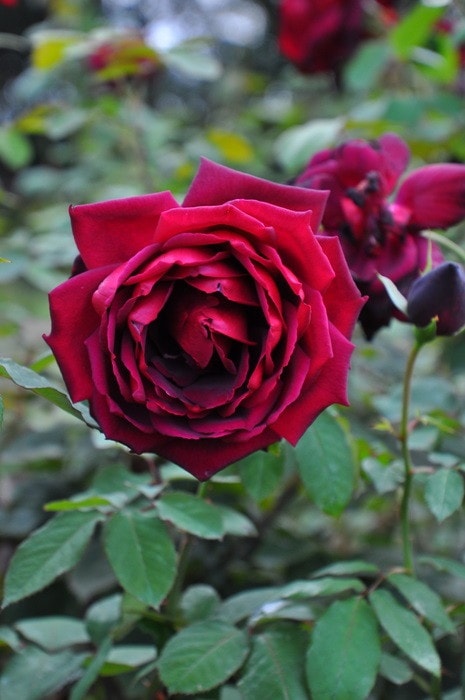 薔薇 楽天市場】◇開花後強剪定株 花芽なし◇ バラ 苗 【つるバラ