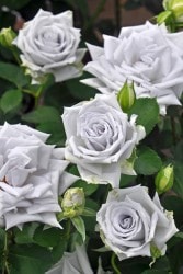 Хġġۥ֥롼إ֥  6ȭʡηʼϡTK-TK