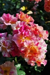 �Х��ġڿ��ġۥ��ɥ����ɥ� ���ġ����ӿ建�� ��Ͽ�ʼ�ϡ�Han-DEL�ա�0413�����