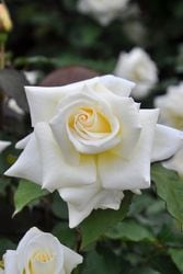 �����ġۥХ��� �ޥ��ॵ�� ���� 6��ȭ�����ʡ�J-HT20��