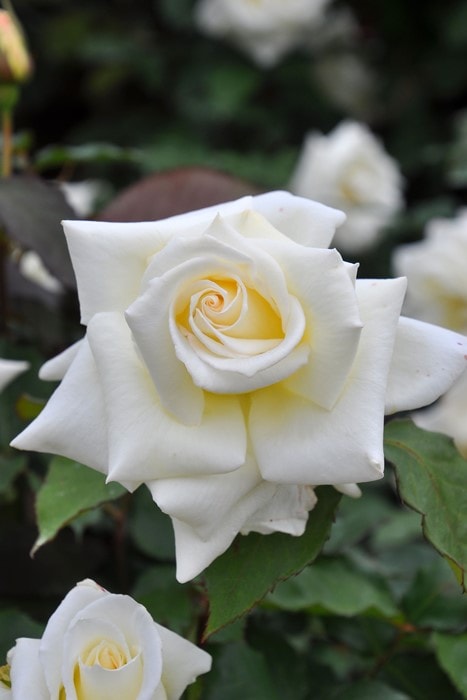 ♡さちさち様♡ご予約　バラ苗 ワゴン】【大苗】バラ苗 マダムサチ 国産苗 6号鉢植え品《J-HT20