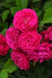 ġۥХ ĥ硼󥹥  6ȭʡJ-OC20